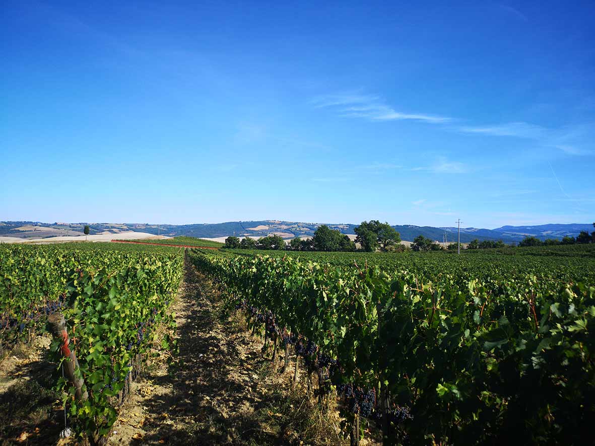 "alt"viñedos Toscana"